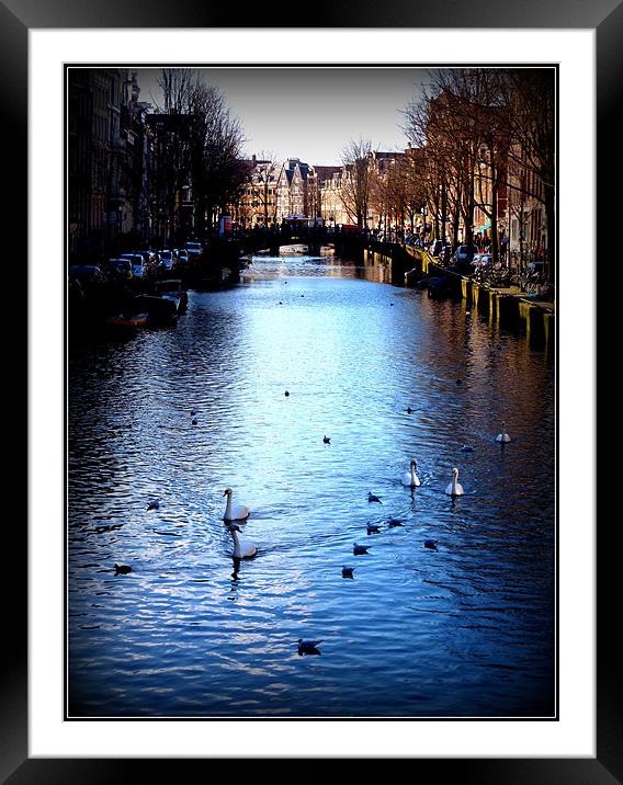 Swans in Amsterdam Framed Mounted Print by Emma Treeby
