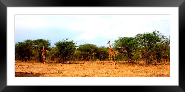 Giraffes in the wild Framed Mounted Print by Emma Treeby