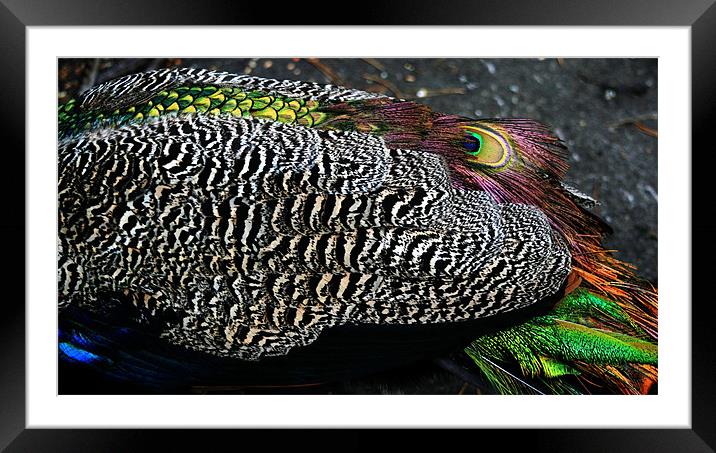 Peacock Feathers Framed Mounted Print by Ruth Hallam