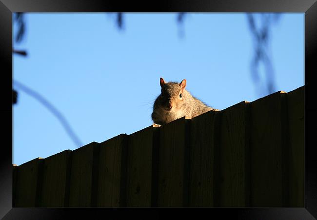 Squirrel on fence Framed Print by Ruth Hallam
