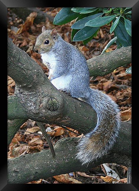 Squirrel on a tree Framed Print by Ruth Hallam
