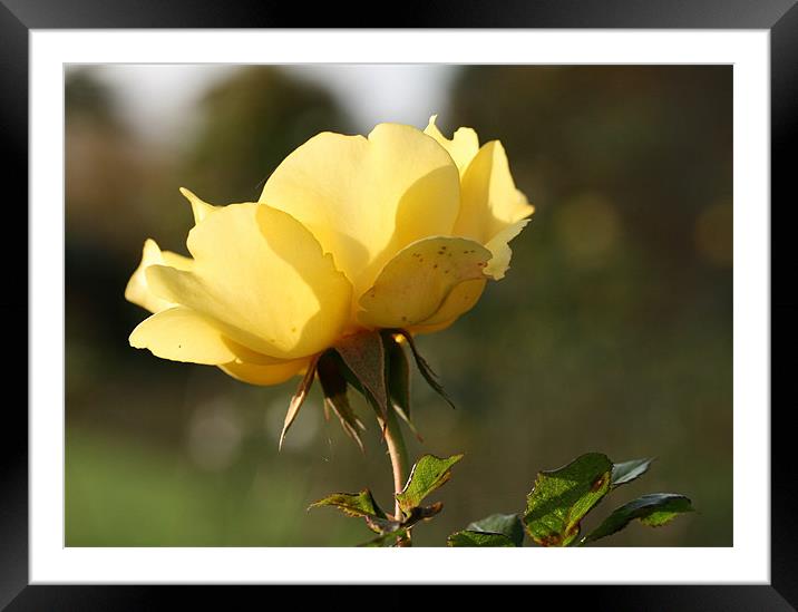 Yellow Rose Framed Mounted Print by Ruth Hallam