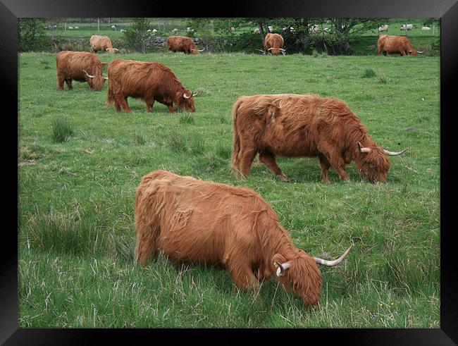 highland cattle Framed Print by Ruth Hallam