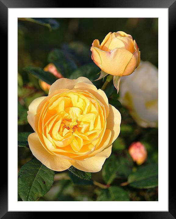 Yellow Rose Framed Mounted Print by Ruth Hallam