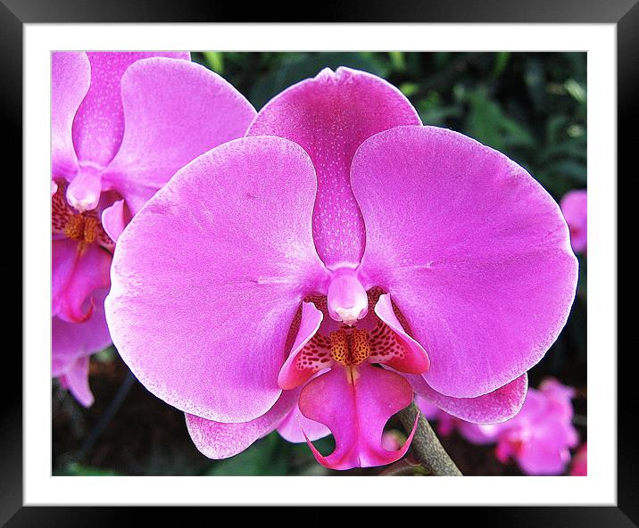 Pink orchid Framed Mounted Print by Ruth Hallam