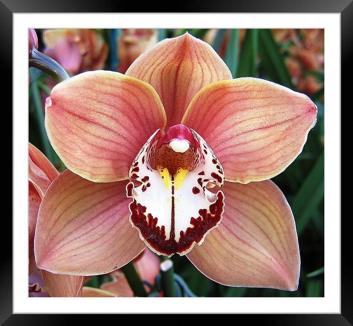 Cymbidium orchid Framed Mounted Print by Ruth Hallam