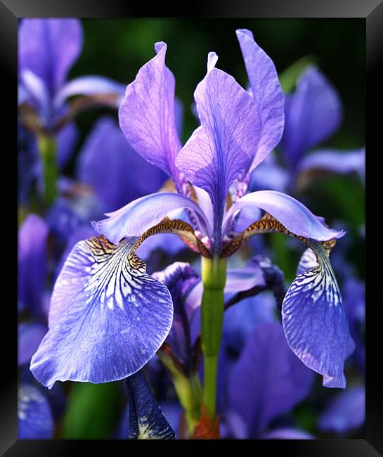 Purple iris Framed Print by Ruth Hallam