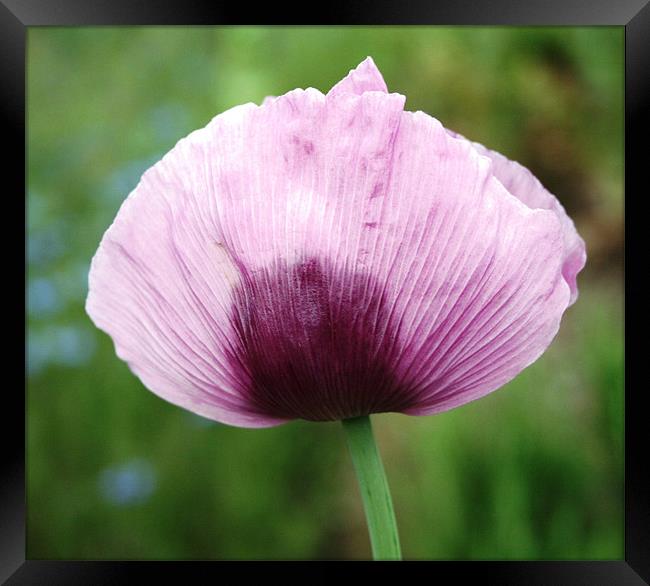 Lilac flower Framed Print by Ruth Hallam