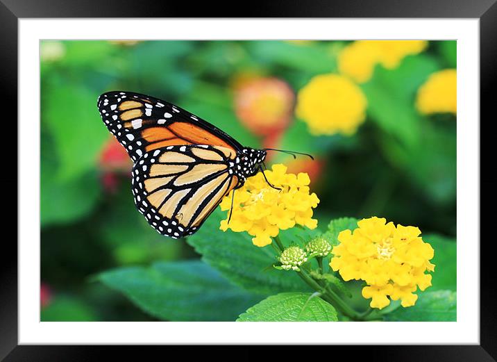 Monarch Butterfly Framed Mounted Print by Ruth Hallam