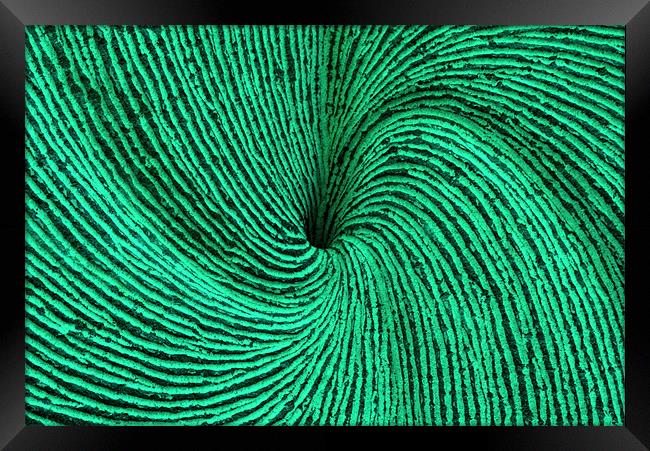 Green spiral Framed Print by Ruth Hallam