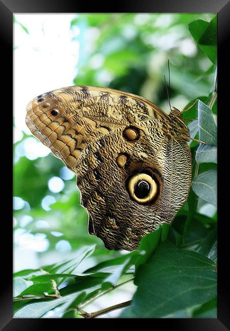 Owl Butterfly Framed Print by Ruth Hallam