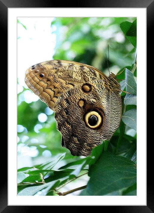Owl Butterfly Framed Mounted Print by Ruth Hallam