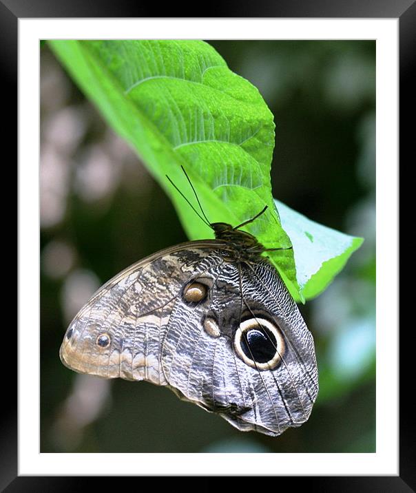 Owl butterfly Framed Mounted Print by Ruth Hallam