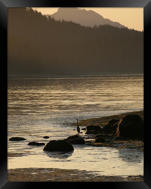 Heron at dawn Framed Print by Ruth Hallam