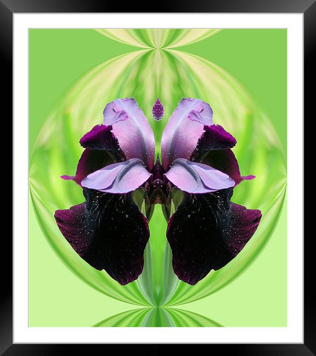 Abstract Iris flower Framed Mounted Print by Ruth Hallam