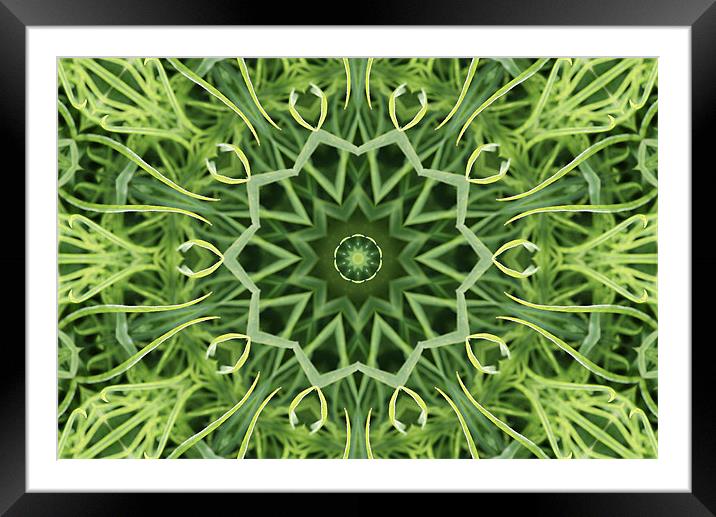 Green pattern Framed Mounted Print by Ruth Hallam