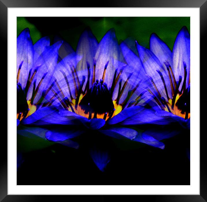 Blue lily Framed Mounted Print by Ruth Hallam