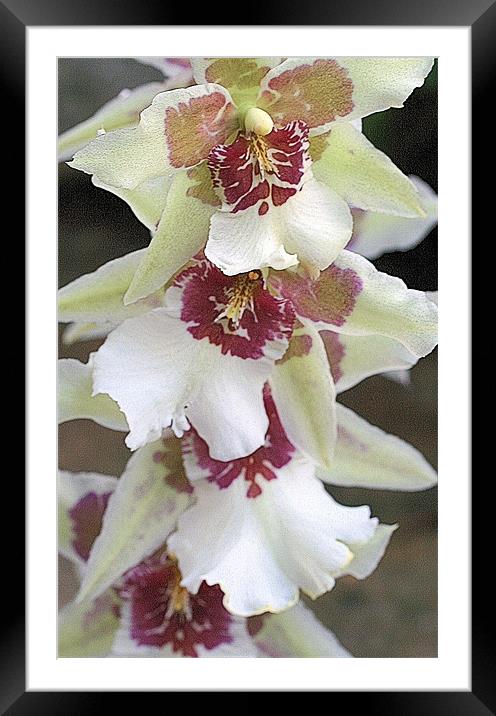 Oncidium orchid Framed Mounted Print by Ruth Hallam
