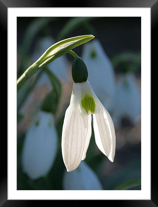 Snowdrop Framed Mounted Print by Ruth Hallam