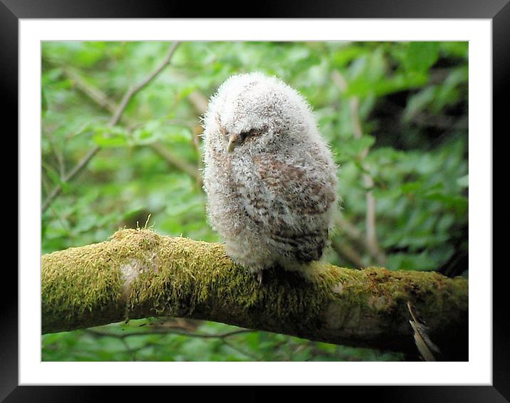 Baby tawny owl Framed Mounted Print by Ruth Hallam