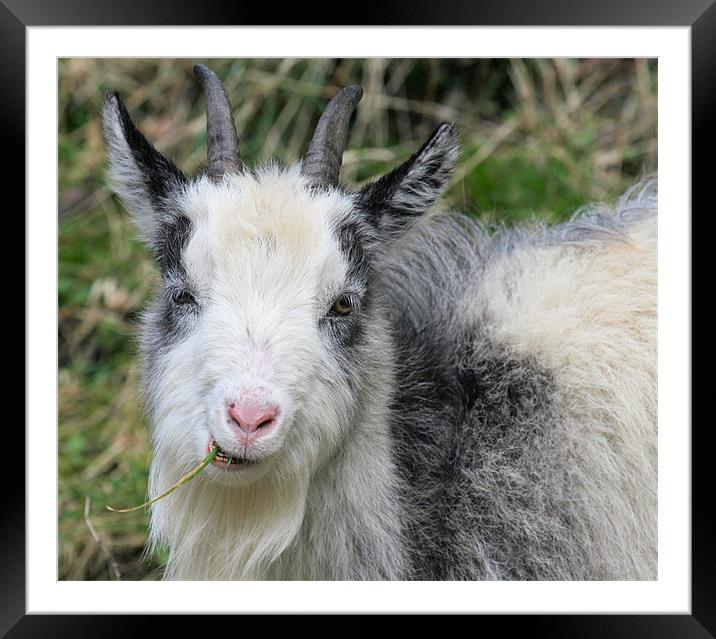 Goat Framed Mounted Print by Ruth Hallam