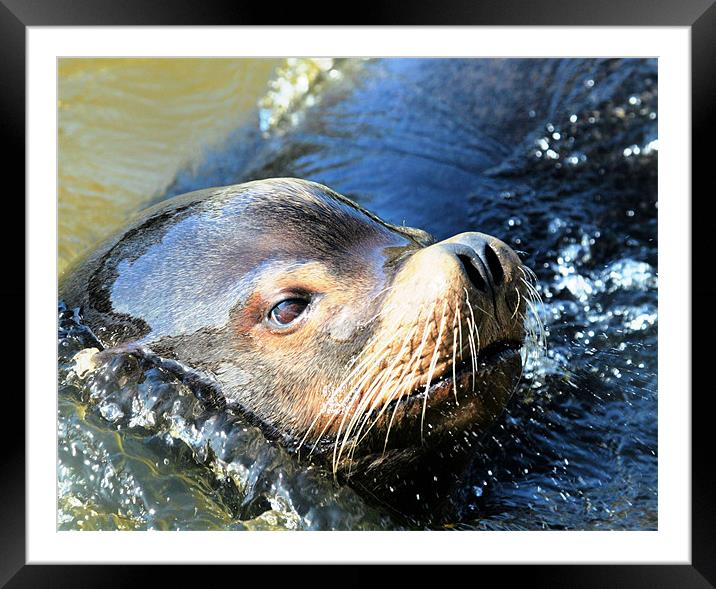 Sealion 2 Framed Mounted Print by Ruth Hallam