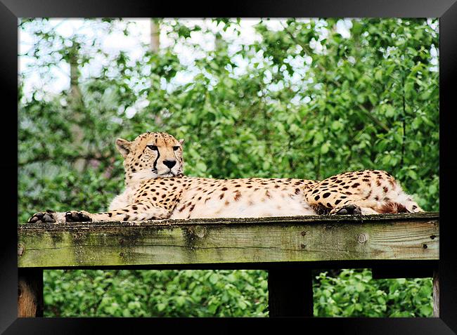 Cheetah 7 Framed Print by Ruth Hallam