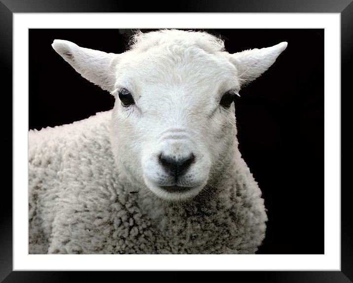 Sheep 2 Framed Mounted Print by Ruth Hallam