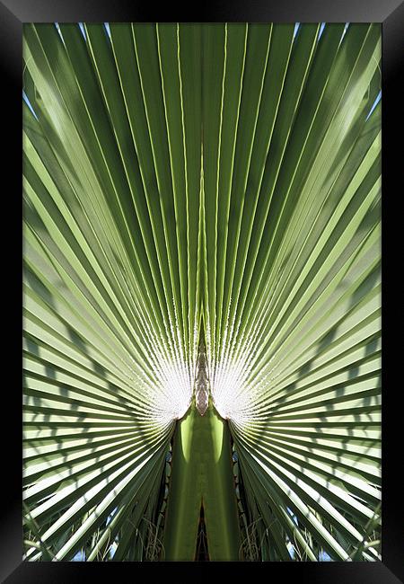 Palm leaf Framed Print by Ruth Hallam