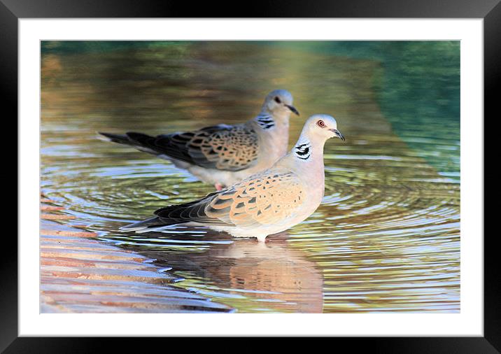 Pair of turtle doves 2 Framed Mounted Print by Ruth Hallam