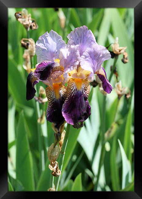 Purple iris 2 Framed Print by Ruth Hallam