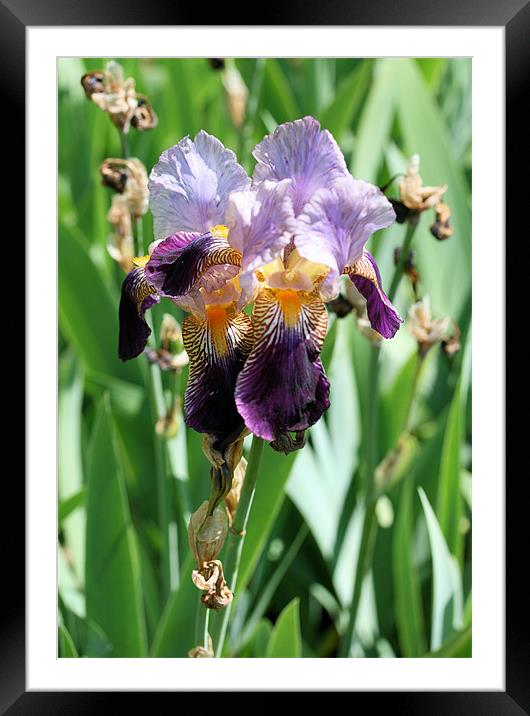 Purple iris 2 Framed Mounted Print by Ruth Hallam