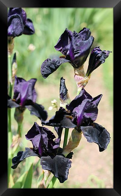 Black iris 2 Framed Print by Ruth Hallam