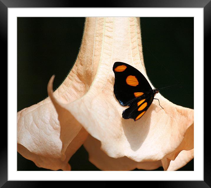 Orange spot butterfly Framed Mounted Print by Ruth Hallam