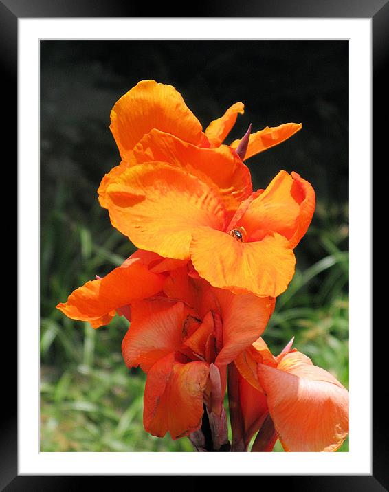 Orange iris Framed Mounted Print by Ruth Hallam