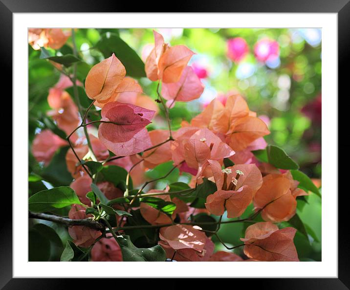Bougainvillea Pink flower 2 Framed Mounted Print by Ruth Hallam