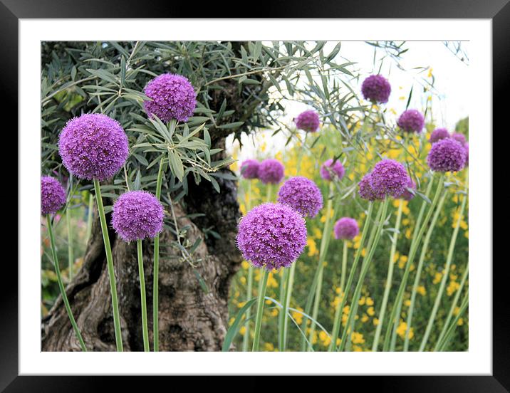 Allium 2 Framed Mounted Print by Ruth Hallam