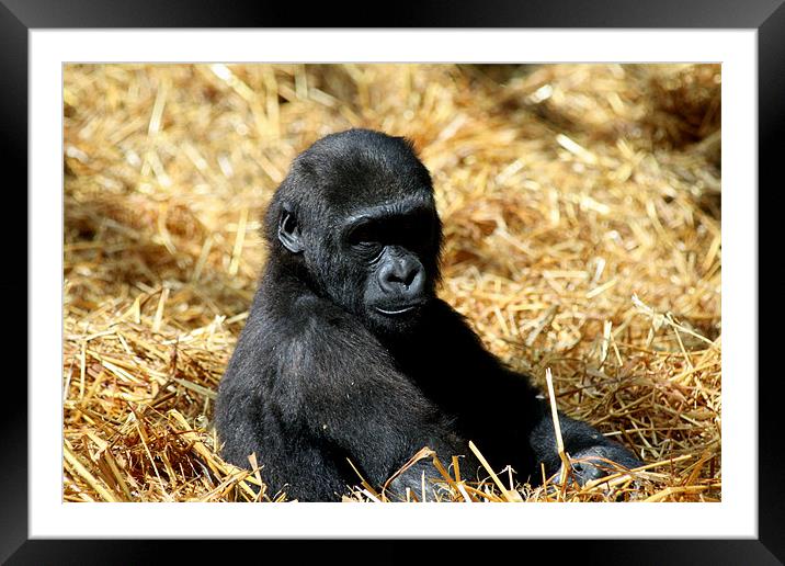 Gorilla baby Framed Mounted Print by Ruth Hallam
