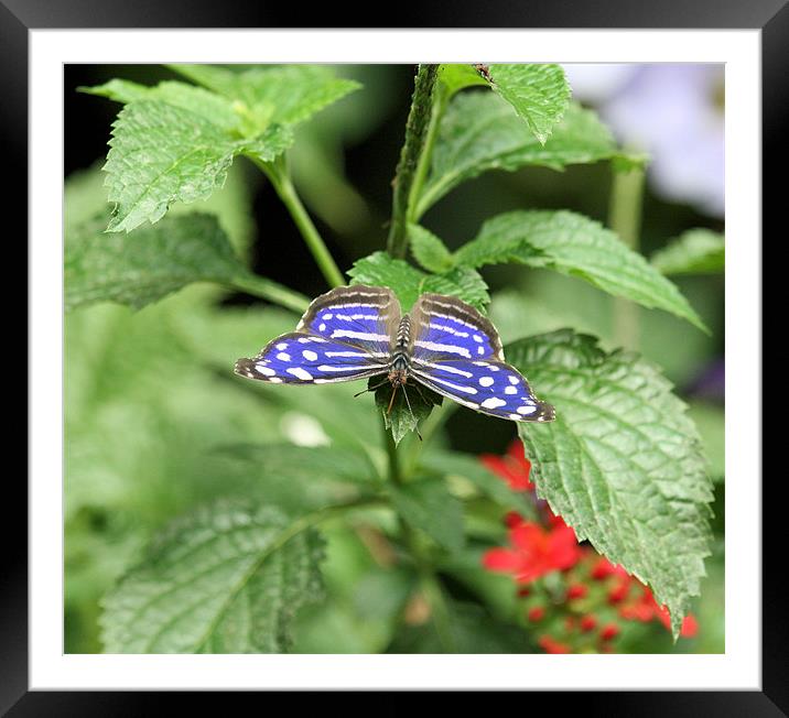 Blue and white spot butterfly Framed Mounted Print by Ruth Hallam