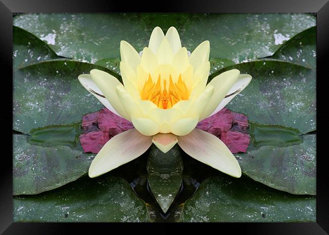 Yellow water lily flower Framed Print by Ruth Hallam
