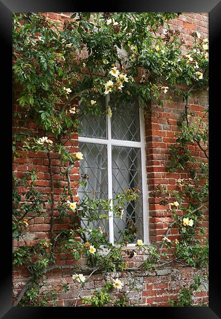 Window and yellow climbing rose Framed Print by Ruth Hallam