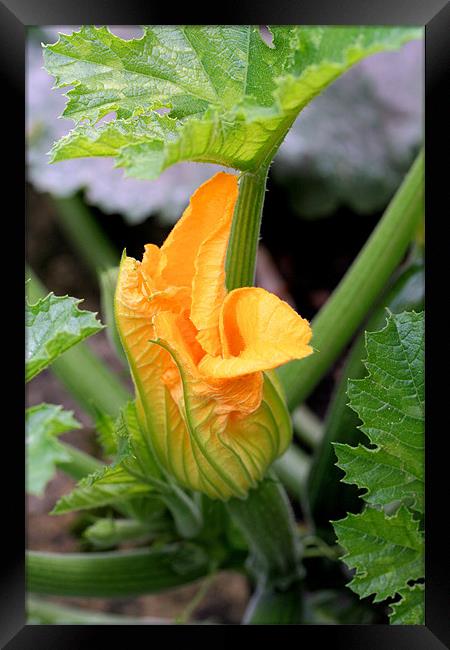 Courgette flower Framed Print by Ruth Hallam