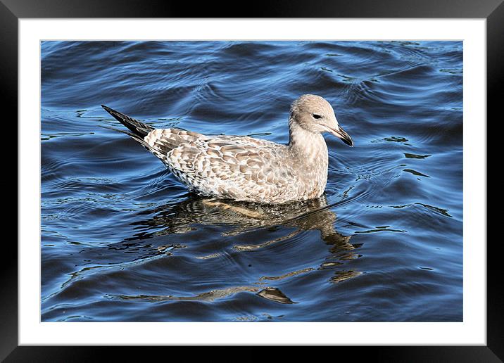 California gull 3 Framed Mounted Print by Ruth Hallam