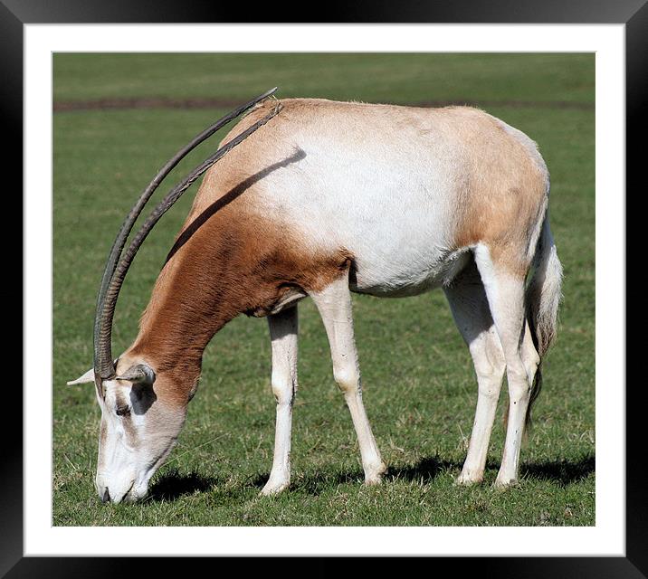 Scimitar-horned oryx 3 Framed Mounted Print by Ruth Hallam