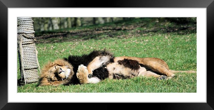 Male lion Framed Mounted Print by Ruth Hallam