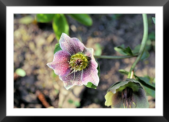 Hellebore Framed Mounted Print by Ruth Hallam