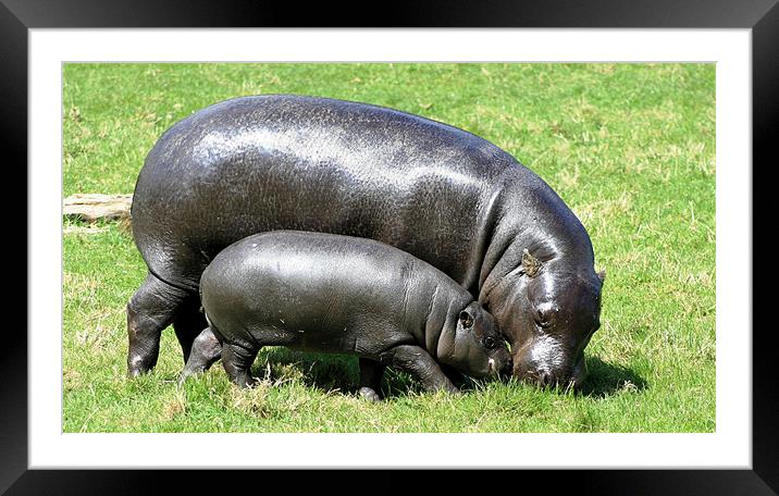 Pygmy Hippopotamus 6 Framed Mounted Print by Ruth Hallam