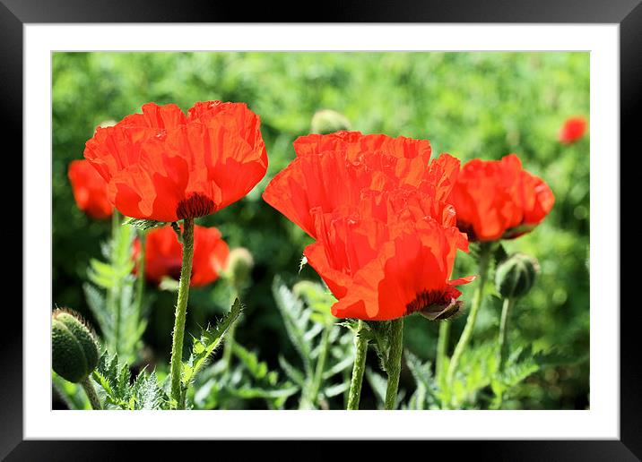 Red poppy Framed Mounted Print by Ruth Hallam