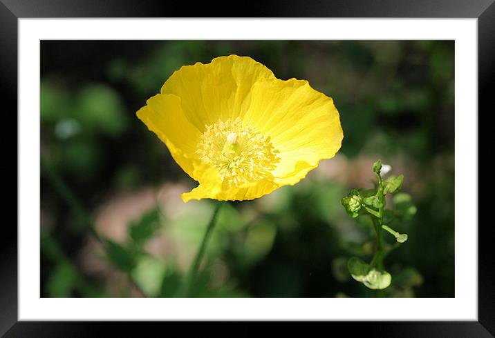 Yellow buttercup flower Framed Mounted Print by Ruth Hallam