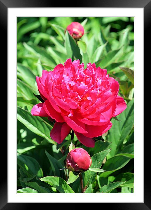 Red rose 4 Framed Mounted Print by Ruth Hallam